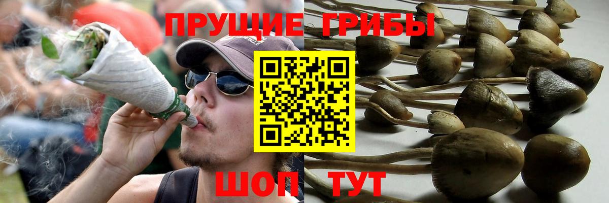 Галлюциногенные грибы Cubensis  закладки  Ессентуки  Вход с VPN 